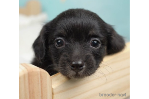 成約済の千葉県のチワックス:チワワ×ミニチュアダックスフンド-225148の4枚目